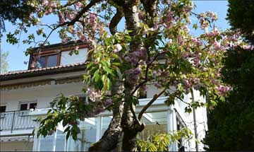 Blühender Baum am Haus