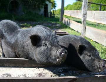 die beiden Minischweine Miss Piggy und Berta