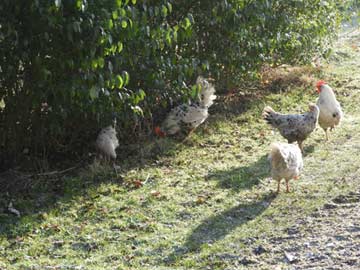 Hühner auf dem Hof