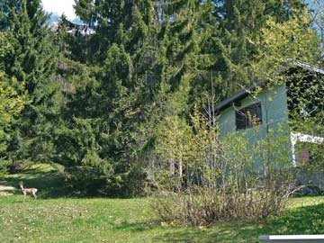 Besuch eines Rehbocks (links) direkt am Grundstück (Haus siehe rechter Bildrand) beim Besichtigungstermin unserer Mitarbeiter im Frühling 2013
