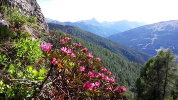 Idylle pur im sommerlichen Villgratental